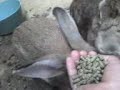 Mis conejos comiendo xd