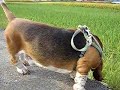 Basset hound and Dachshund - sunday morning Basset hound and Dachshund - sunday morning