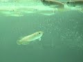 TEN BABIES PEARL &FIVE SILVER AROWANA
