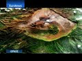 Proba: Big plans for ESA's mini satellite