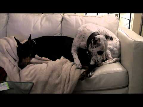american staffy