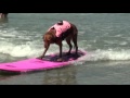 Surf dog Ricochet's pink cadillac surfboard... get on board!!