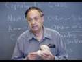 Professor Gil Brenner on Cephalopods #6 END