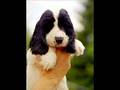 Cocker Welpen/Puppies/Szczenieta K-Wurf/Litter
