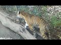tiger @ louisville zoo