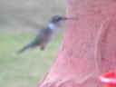 Lil Hummer