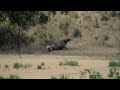 battle at kruger national park  shingwedzi  part 1