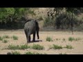 battle at kruger national park  shingwedzi  part 1