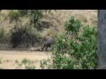 Battle at Kruger National Park (Shingwedzi) part 1