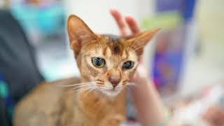 Abyssinian Cat Interesting Facts and Features