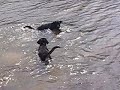 Lab mix 4 mos old splashes in lake