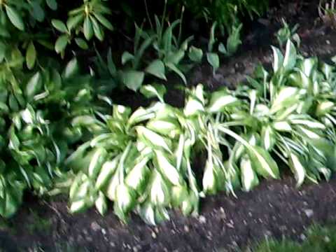 how to dig up and replant hostas