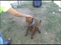 TLAC Dog Adoption - Ms. Ginny A#552346