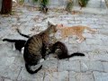 Yavru Kediler ve Anneleri