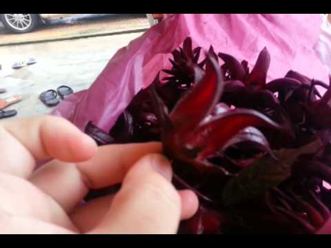 how to harvest hibiscus calyces