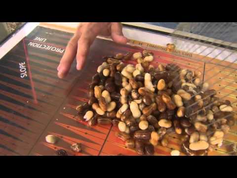 how to harvest peanuts