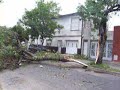 Arbol partido al medio