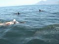 Robben Island Cape Town Double Swim with Dolphins