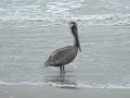 Pelican, Kenny Chesney, Woman Free on Cape Canaveral Beach
