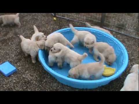 5 week old golden retriever puppies really mad when someone doesn’t fill their pool!