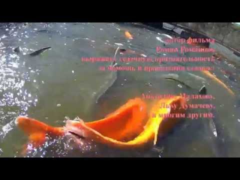 ловля осетра с икрой видео ловля осетра с икрой видео