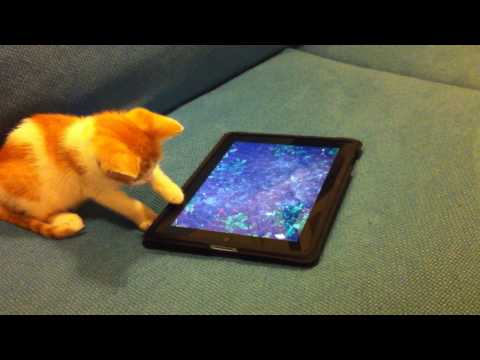 Cute video 