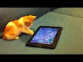 Mačka a iPad
