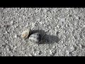 Soneva Gili Hermit Crabs On One Palm Tree Island