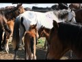 Caii salbatici de la Letea - Romanian Wild Horses