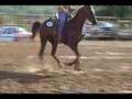 Missouri Fox Trotter Prancer