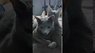 How to tell if your cat is a Russian Blue | cattuber