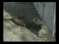 Comuna de Santiago prohíbe Circos con Animales Comuna de Santiago prohíbe Circos con Animales