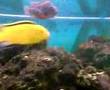 Barsch Aquarium mit Blauer Kaiser - perch aquarium