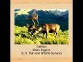 videos de Polar Mammal Adaptations