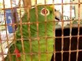 Coco the Caribbean Parrot Coco the Caribbean Parrot