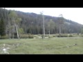 Montana Moose Country