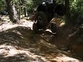 Potts mountain crazy tree climb CRAWL MAFIA