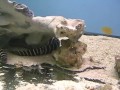 Dr. Dans Freshwater and Saltwater Aquascaping Dr. Dans Freshwater and Saltwater Aquascaping
