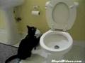cat flasin Toilet