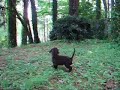 Puppy!