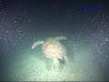 Skin SCUBA Diving-?????-????,???-1?-0308