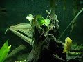 Community Arowana tank