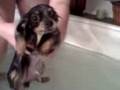 pappy swimming