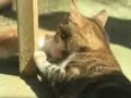 anne-kedi-yavrusunu-severken.html