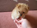 My little puupy Summer.
