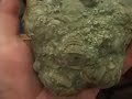 Worlds Largest Fossil Crinoid (Mississippian age) Worlds Largest Fossil Crinoid (Mississippian age)