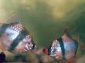 Sumatrabarben, Barbus tetrazona Sumatrabarben, Barbus tetrazona