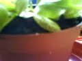 Mi Venus Atrapamoscas (Dionaea muscipula) 2