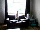 chronicles-of-barney-1.html