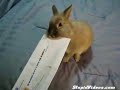 Lapin Ouvre-Lettre
